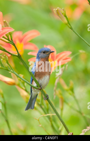 Östlichen Bluebird hocken in Daylillies - vertikal Stockfoto