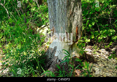 Baumstamm gehackt fast vollständig durch eine Axt oder möglicherweise ein Biber. Stockfoto
