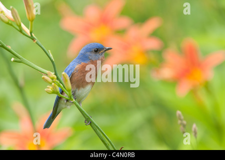 Östlichen Bluebird hocken in Daylillies Stockfoto