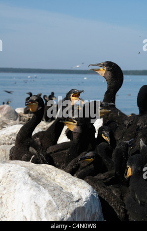 Doppelte Crested Kormoran-Küken auf Dore See. Stockfoto