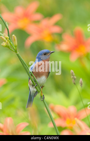 Östlichen Bluebird hocken in Daylillies - vertikal Stockfoto