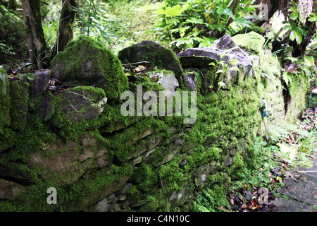 Moosbedeckten Trockenmauer, Kells Bay Gardens, Kerry, Irland Stockfoto