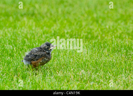 Eine Baby Robin Küken sitzt in den Rasen nach der Einnahme von eines Sturzes von einem Baum beim Lernen zu fliegen. Stockfoto