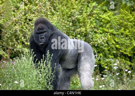 Ein Silberrücken Flachlandgorilla in einer Waldlichtung Stockfoto