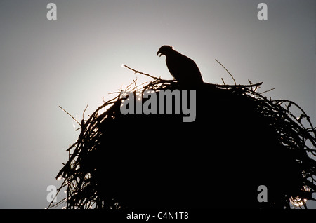 Fischadler (Pandion Haliaetus) sitzen am Nest gebaut auf Pole, Britisch-Kolumbien, Kanada - North American Birds / Vogel Stockfoto