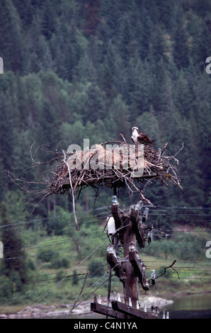 Fischadler (Pandion Haliaetus) auf errichtet auf Power Line Strommast, British Columbia, Kanada - North American Birds Nest sitzen Stockfoto