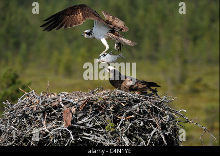 & Weiblich männlich Osprey mit jungen (Pandion Haliaetus) Stockfoto