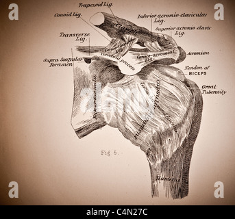 Abbildung der menschlichen Schulter ca. 1882 Stockfoto