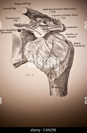 Abbildung der menschlichen Schulter ca. 1882 Stockfoto