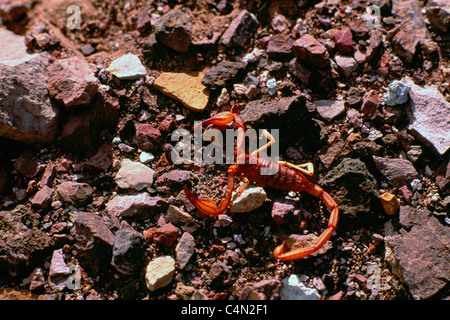 Scorpion Exoskelett nach Mauser / vergießen Haut, Death Valley Nationalpark, Kalifornien, CA, USA Stockfoto