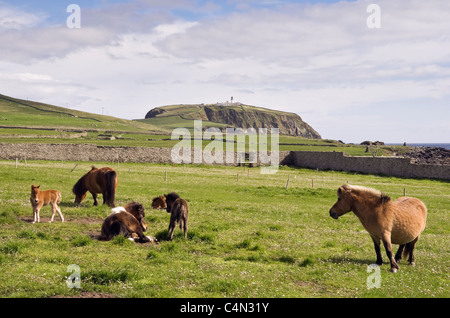 Shetland Ponys junge Stuten mit Fohlen in einem Feld im Sommer. Sumburgh, Shetland Inseln, Schottland, Großbritannien Stockfoto