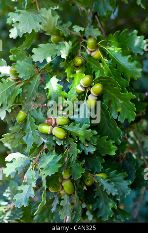 Eicheln auf Eiche Region Bordeaux, Frankreich Stockfoto
