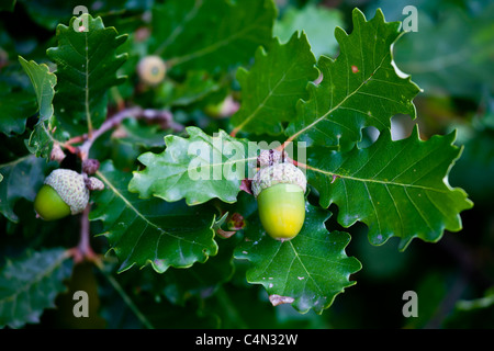 Eicheln auf Eiche Region Bordeaux, Frankreich Stockfoto