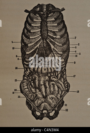 Antike medizinische Illustration des menschlichen Eingeweide, inneren Organe und der Bauchhöhle. Stockfoto