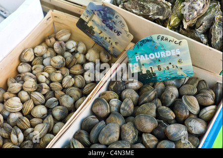 Muscheln, Muscheln und Austern, Palourdes, Coque huîtres, zum Verkauf an Lebensmittel-Markt in La Reole in Bordeaux Region von Frankreich zu leben Stockfoto