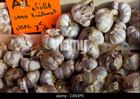 Frischer Knoblauch violett ail, Allium Sativum, auf Lebensmittelmarkt in Bordeaux Region von Frankreich Stockfoto