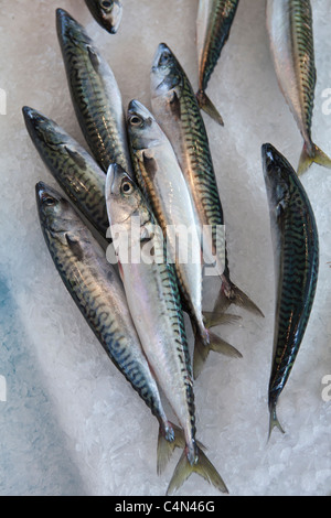 Makrele frisch gefangenen Fisch zum Verkauf an Lebensmittel-Markt in La Reole in Bordeaux Region von Frankreich Stockfoto