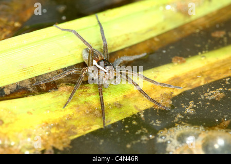 Sechs-spotted Fishing Spider (Dolomedes Triton) Stockfoto