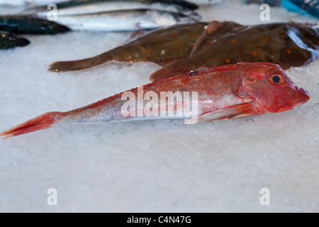 Fangfrische roter Fisch, Grondin, zum Verkauf an Lebensmittel-Markt in La Reole in Bordeaux Region von Frankreich Stockfoto