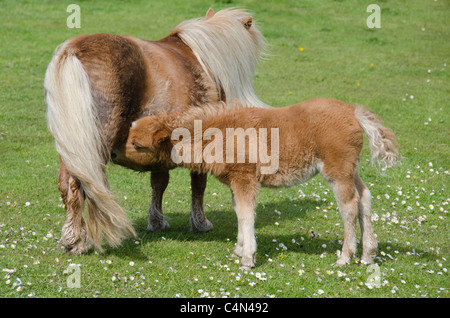 Schottland, Shetland-Inseln, Festland, Lerwick. Reinrassige Shetland Ponys, Stute und Fohlen. Stockfoto