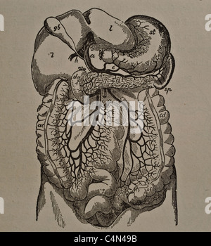 Antike medizinische Illustration des menschlichen Eingeweide, inneren Organe und der Bauchhöhle. Stockfoto