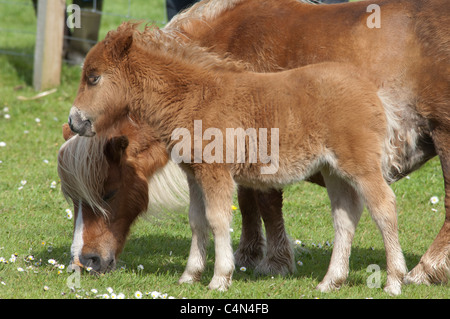 Schottland, Shetland-Inseln, Festland, Lerwick. Reinrassige Shetland Ponys, Stute und Fohlen. Stockfoto