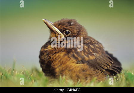 Amsel, Turdus merula Stockfoto