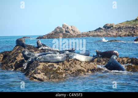 Gruppe von atlantische Kegelrobben im Scilly-Inseln Stockfoto