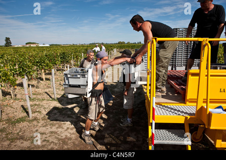 Vendangeurs mit Merlot-Trauben bei der Ernte Vendange im berühmten Chateau Petrus Weingut in Pomerol, Bordeaux, Frankreich Stockfoto