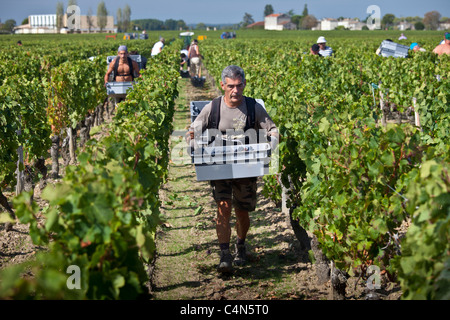 Vendangeurs mit Merlot-Trauben bei der Ernte Vendange im berühmten Chateau Petrus Weingut in Pomerol, Bordeaux, Frankreich Stockfoto