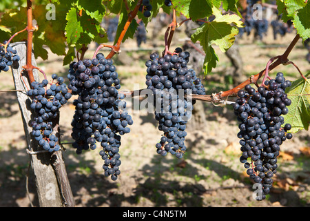 Reife Merlot-Trauben im berühmten Chateau Petrus Weingut in Pomerol im Bordeaux Region von Frankreich Stockfoto