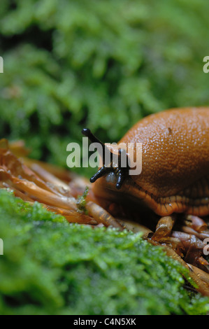 Rote Wegschnecke Kriecht Im Nationalpark Eifel Über Moos. Stockfoto