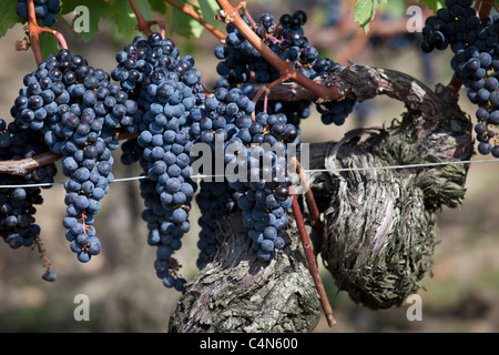 Reife Merlot-Trauben auf alten Reben am berühmten Chateau Petrus Weingut in Pomerol im Bordeaux Region von Frankreich Stockfoto