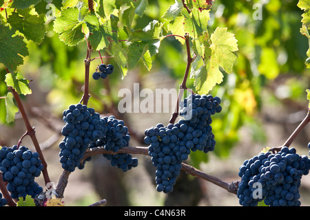 Reife Merlot-Trauben auf alten Reben am berühmten Chateau Petrus Weingut in Pomerol im Bordeaux Region von Frankreich Stockfoto