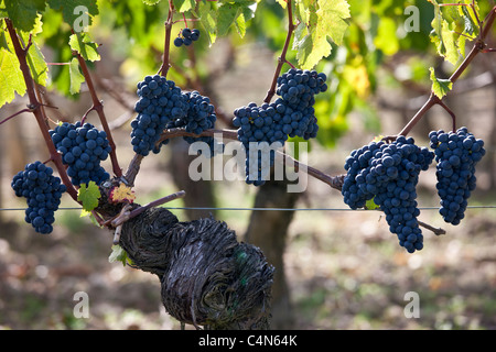 Reife Merlot-Trauben auf alten Reben am berühmten Chateau Petrus Weingut in Pomerol im Bordeaux Region von Frankreich Stockfoto