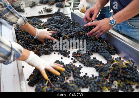 Trauben von hand sortieren, am berühmten Weingut Chateau Petrus in Pomerol in Bordeaux, Frankreich Stockfoto