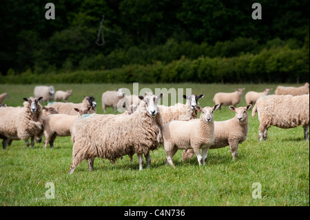 Maultier Mutterschafe in Devon Landschaft mit Lämmer gezeugt von Charollais ram Stockfoto