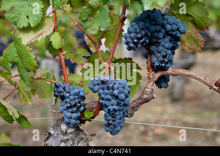 Reife Merlot-Trauben auf alten Reben am berühmten Chateau Petrus Weingut in Pomerol im Bordeaux Region von Frankreich Stockfoto