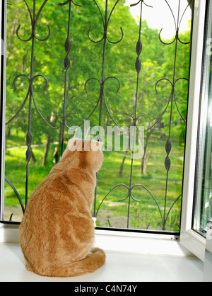 Eine schottische hängeohrigen Katze sitzt auf einem Fensterbrett Stockfoto