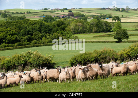 Maultier Mutterschafe in Devon Landschaft mit Lämmer gezeugt von Charollais ram Stockfoto