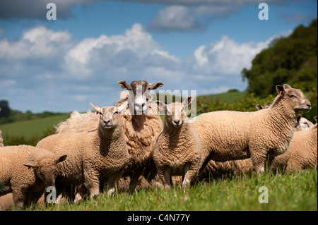 Maultier Mutterschafe in Devon Landschaft mit Lämmer gezeugt von Charollais ram Stockfoto