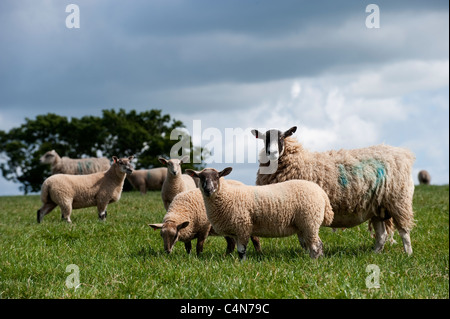 Maultier Mutterschafe in Devon Landschaft mit Lämmer gezeugt von Charollais ram Stockfoto