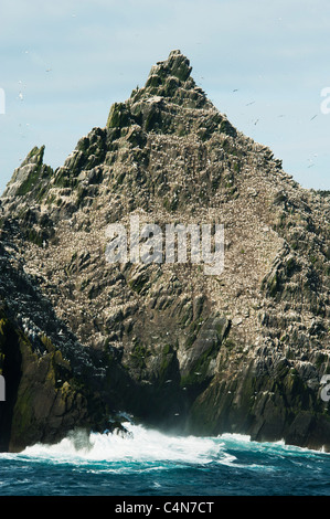 Little Skellig Insel, große Kolonie für Basstölpel (Sula Bassana) County Kerry, Irland Stockfoto