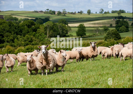 Maultier Mutterschafe in Devon Landschaft mit Lämmer gezeugt von Charollais ram Stockfoto