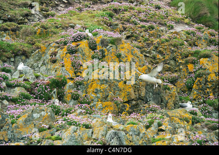 Nördlichen Fulmar (Fulmarus Cyclopoida) nisten in Sparsamkeit oder Sea Pink (Armeria Maritima) Fair Isle, Schottland Stockfoto