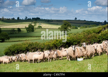 Maultier Mutterschafe in Devon Landschaft mit Lämmer gezeugt von Charollais ram Stockfoto