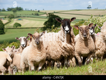 Maultier Mutterschafe in Devon Landschaft mit Lämmer gezeugt von Charollais ram Stockfoto