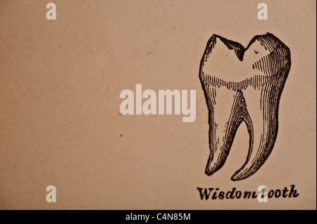 Anatomie anschaulich und chirurgische Copyright 1883 Grays Anatomie Henry Gray Stockfoto