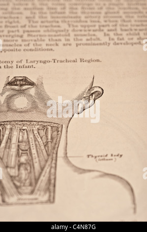 Anatomie anschaulich und chirurgische Copyright 1883 Grays Anatomie Henry Gray Stockfoto