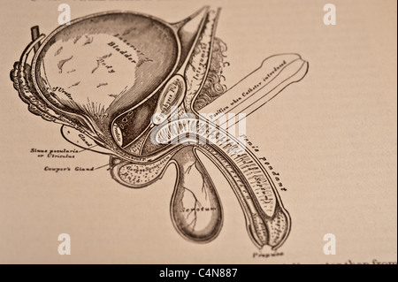 Anatomie anschaulich und chirurgische Copyright 1883 Grays Anatomie Henry Gray Stockfoto